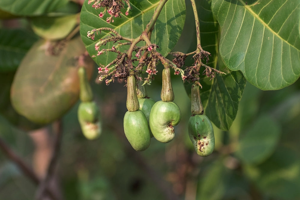 From Goa to God’s Offerings: The Cashew Story in India