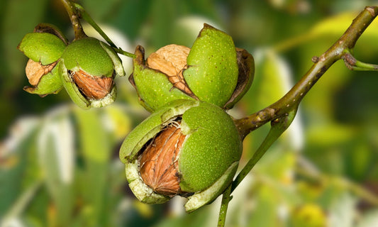 The Walnut Tree’s Legacy: From Himalayan Folklore to Heart and Brain Health Benefits