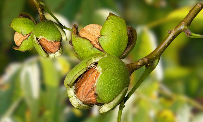 The Walnut Tree’s Legacy: From Himalayan Folklore to Heart and Brain Health Benefits