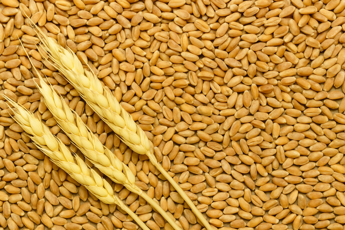 A Richer, Healthier Wheat